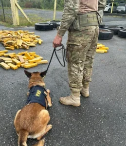 PRF localiza 500 kg de maconha escondidos em pneus no Paraná