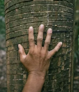 Michelin aposta em borracha nativa para sustentabilidade