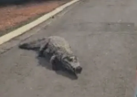 Jacaré persegue viatura e fura pneus em vídeo curioso